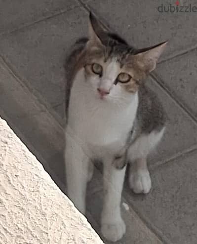 Beautiful Cats for Adoptation