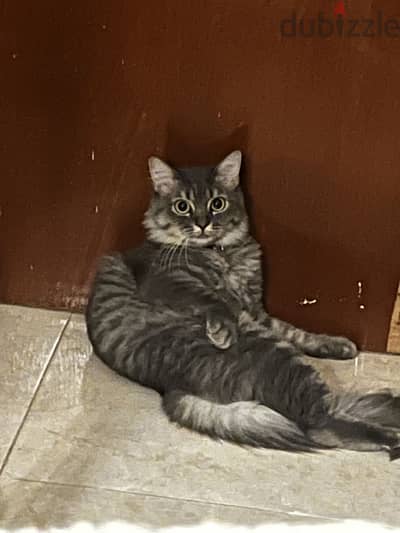 Turkish angora