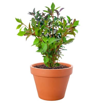 Ponnagkanni keerai plant / spinach
