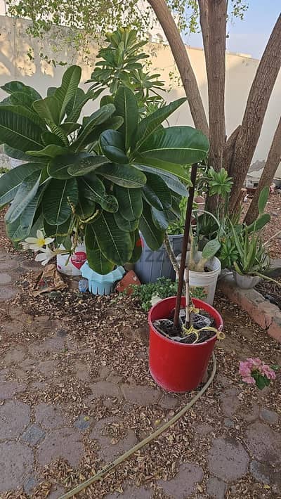big plant
