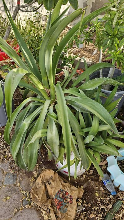 plant
