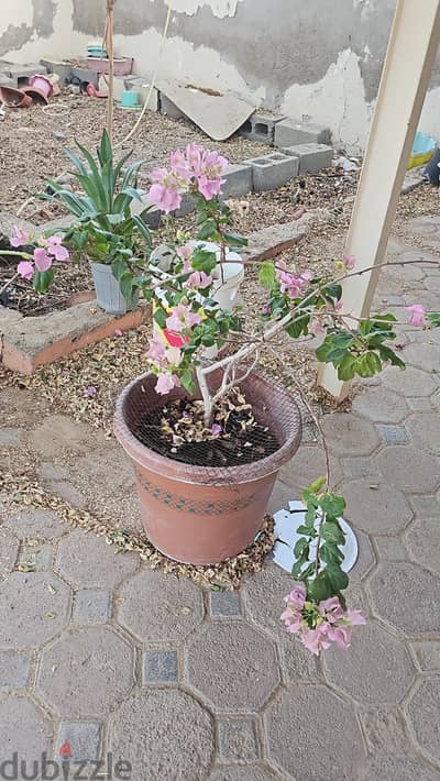 big one plant  with Pink flowers