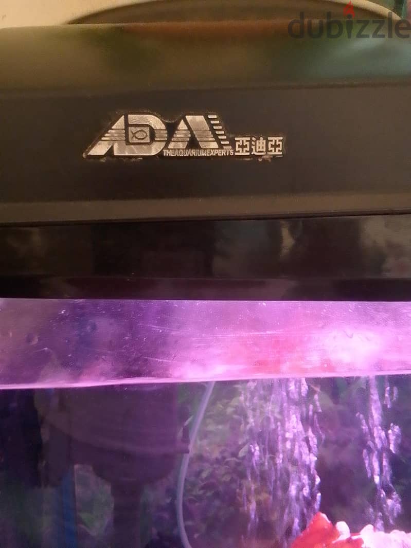 FISH TANK 1
