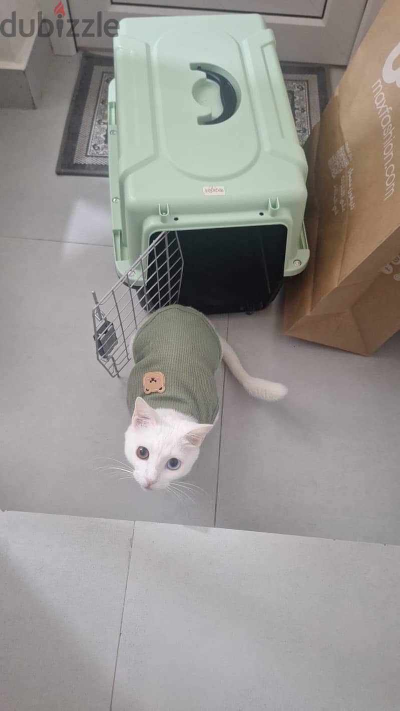 Cat for sell 3