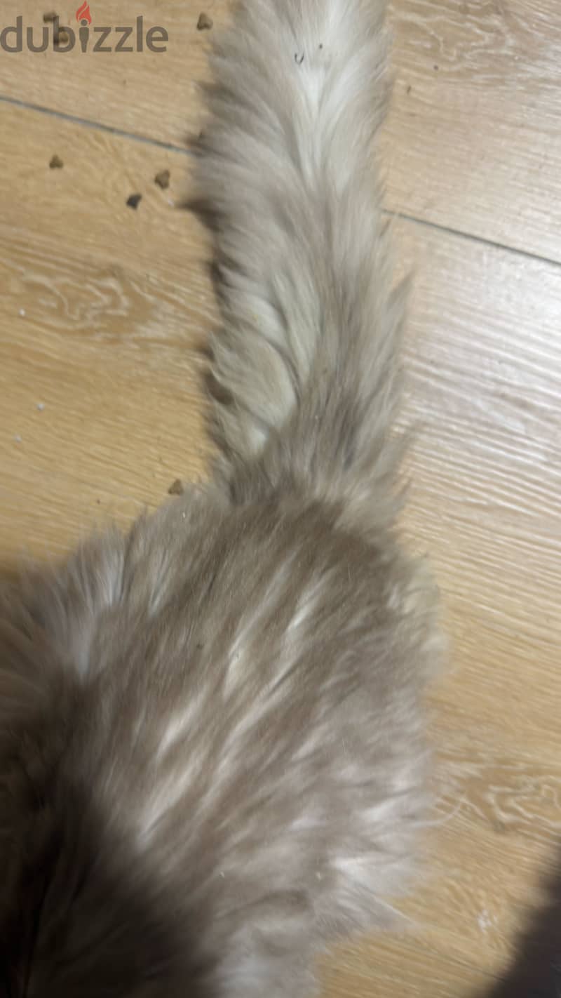 Persian cat 4