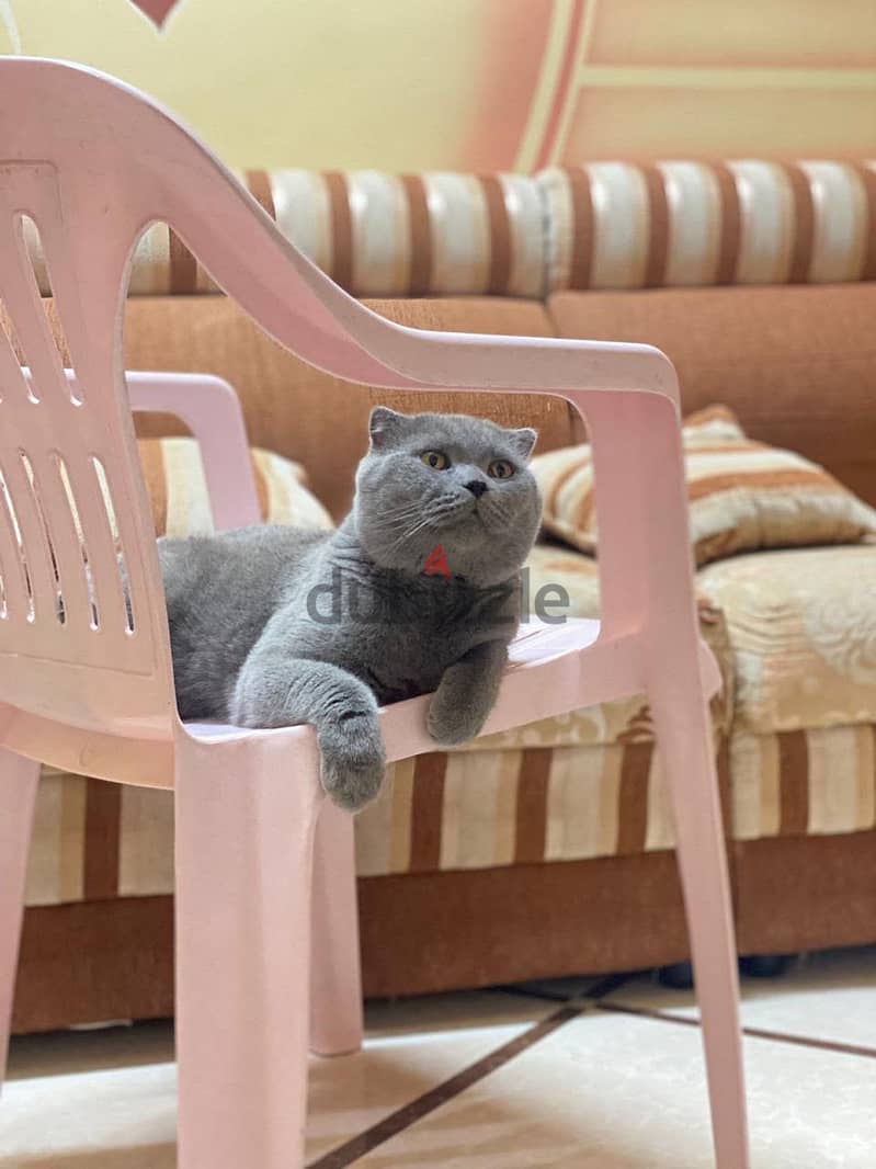 قطه  سكوتش للبيع 1