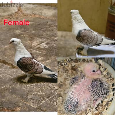 satin pigeon breeding pair with chicks for sale