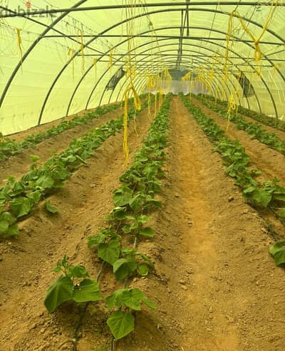  GREAT OPPORTUNITY | Greenhouse Farm for Monthly or Yearly Rent 