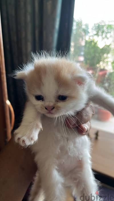 Persian Kitten