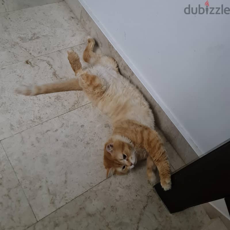 Turkish Angora Male cat 1