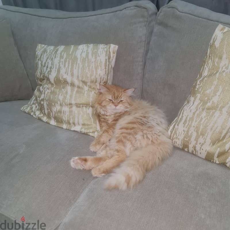 Turkish Angora Male cat 3