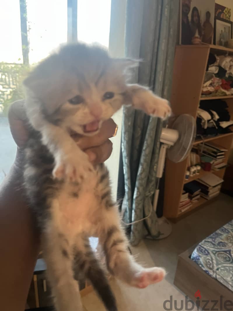 Persian Kitten 1