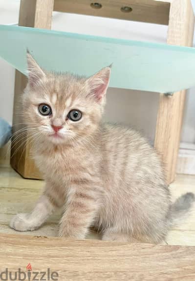 بيور سكوتش فولد ny12 و ny25 بألوان مختلفه 3 little cats
