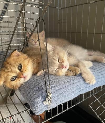 بيور سكوتش فولد ny12 و ny25 بألوان مختلفه 3 little cats