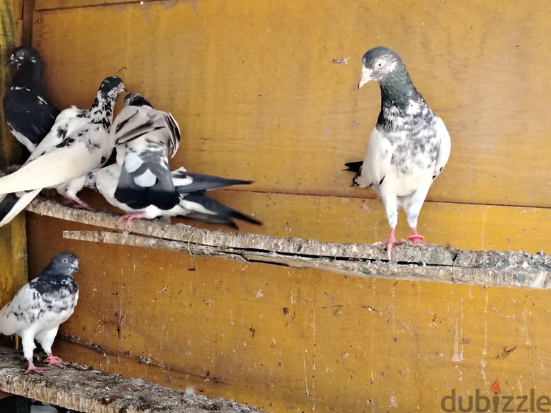حمام باكستاني مطيار 3