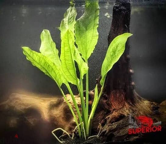 Java fern algae, Water Wisteria, 1