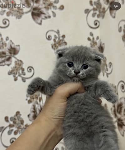 Pure Scottish Fold kitten