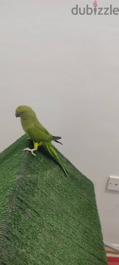 Parrot