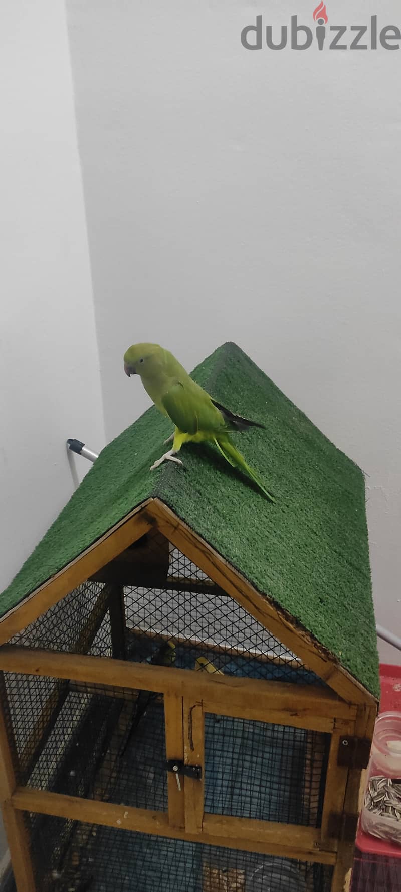 Parrot 2
