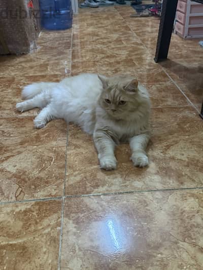 For adoption
