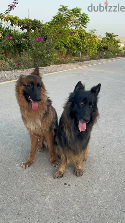 Pair of 3-year-old long-coat German Shepherds — male and female
