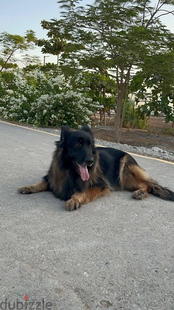 Pair of 3-year-old long-coat German Shepherds — male and female 1