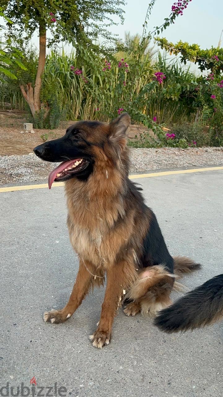 Pair of 3-year-old long-coat German Shepherds — male and female 2