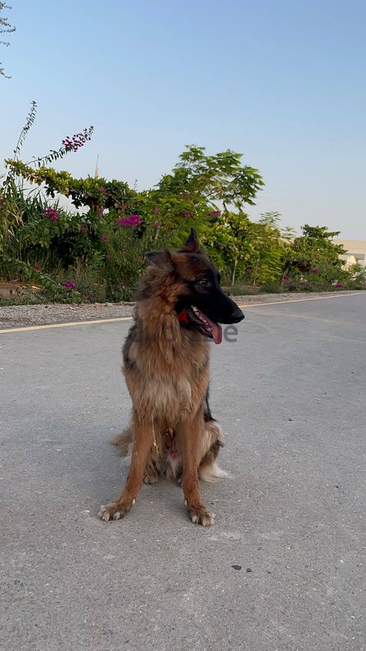 Pair of 3-year-old long-coat German Shepherds — male and female 3