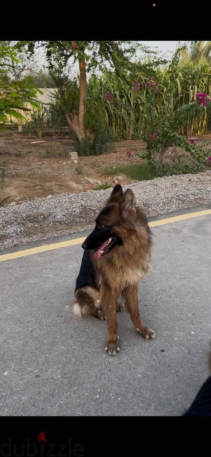 Pair of 3-year-old long-coat German Shepherds — male and female 4