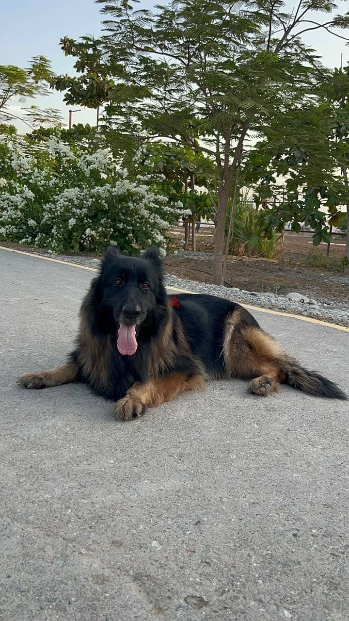 Pair of 3-year-old long-coat German Shepherds — male and female 5