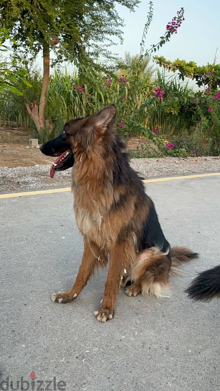Pair of 3-year-old long-coat German Shepherds — male and female 7