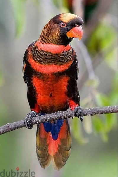 dusky lori baby