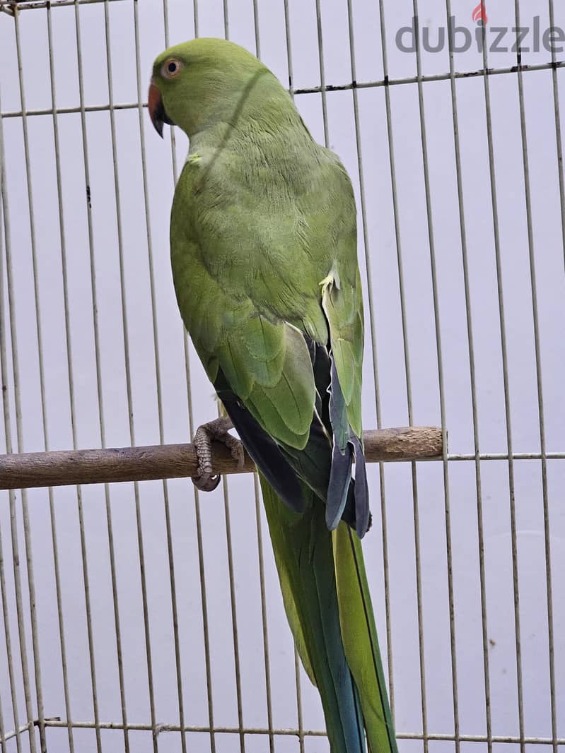 Parrot for Sale 1