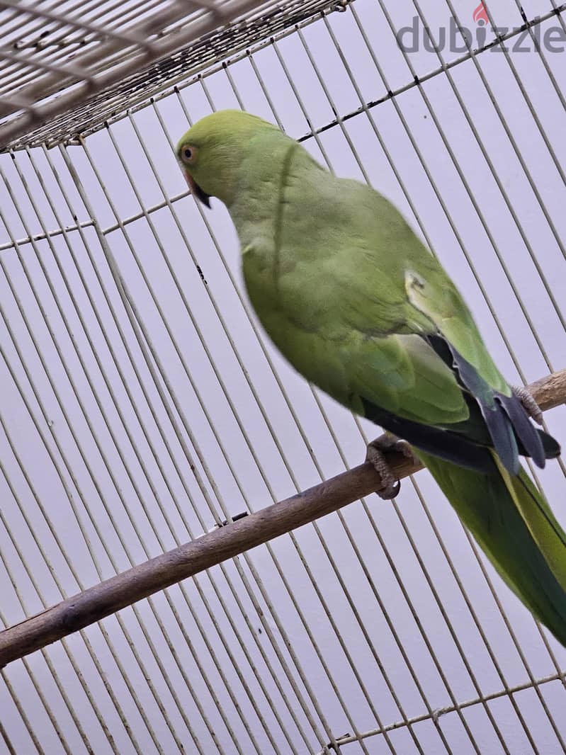 Parrot for Sale 2