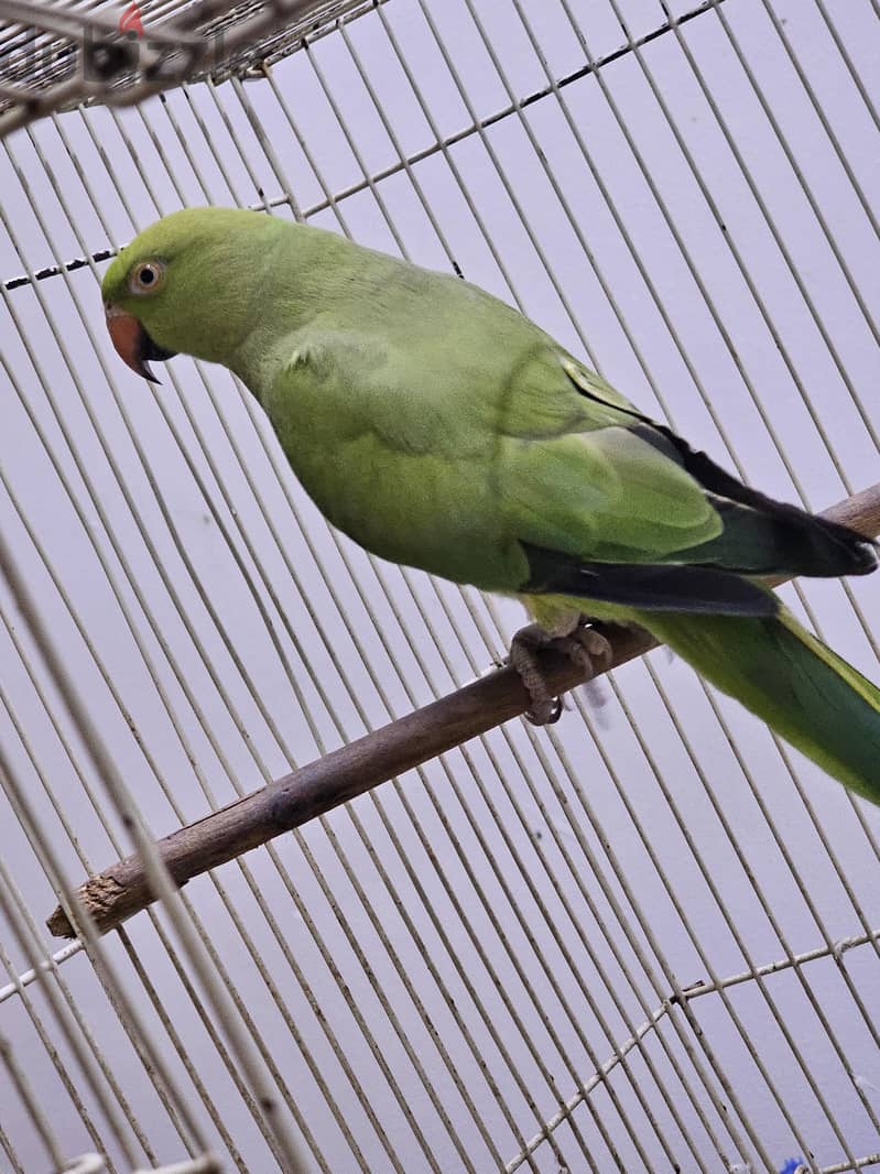 Parrot for Sale 3