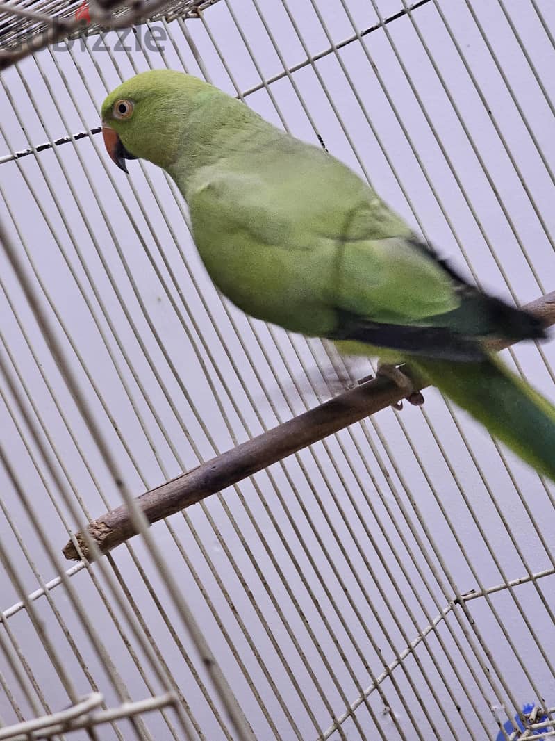 Parrot for Sale 4