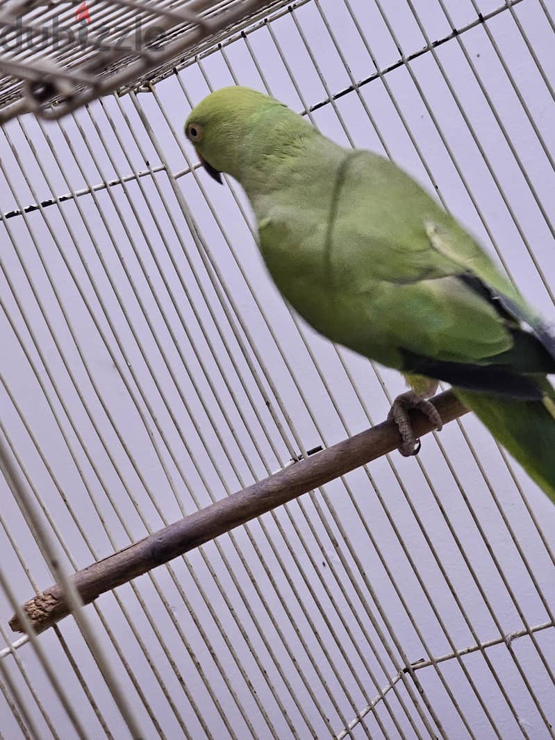 Parrot for Sale 5