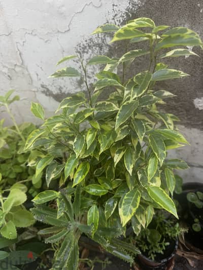 Variegated indoor or outdoor plant