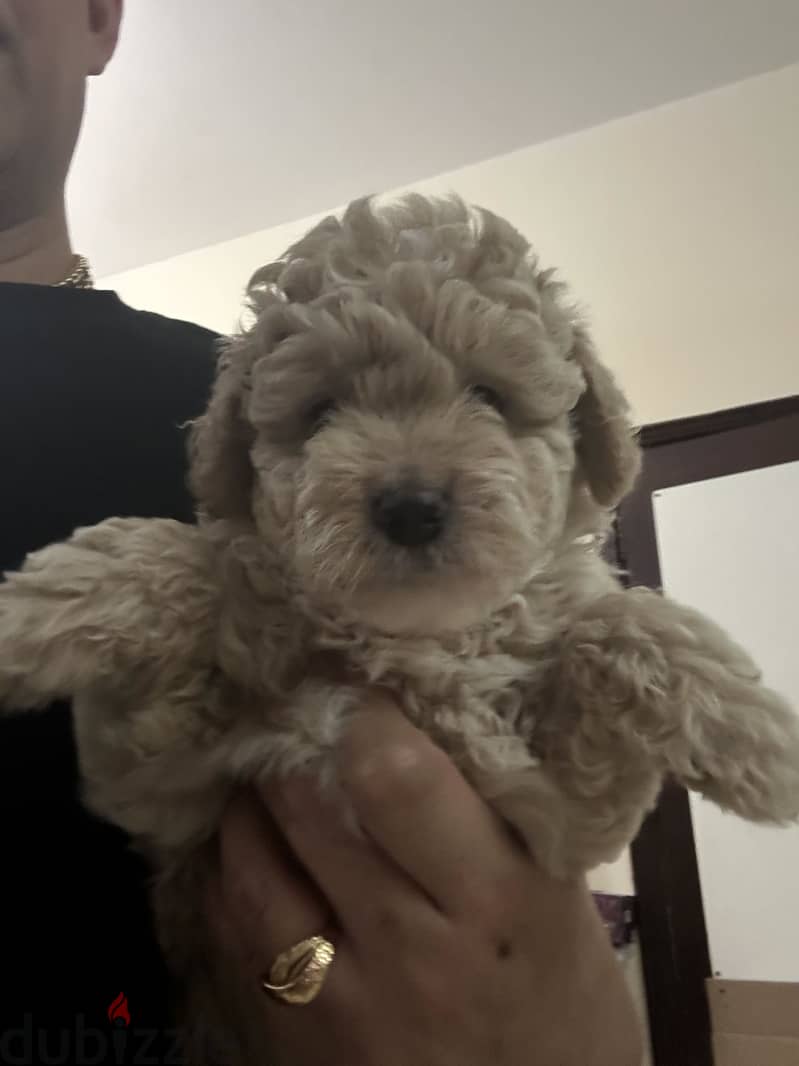 pure poodel puppy 1