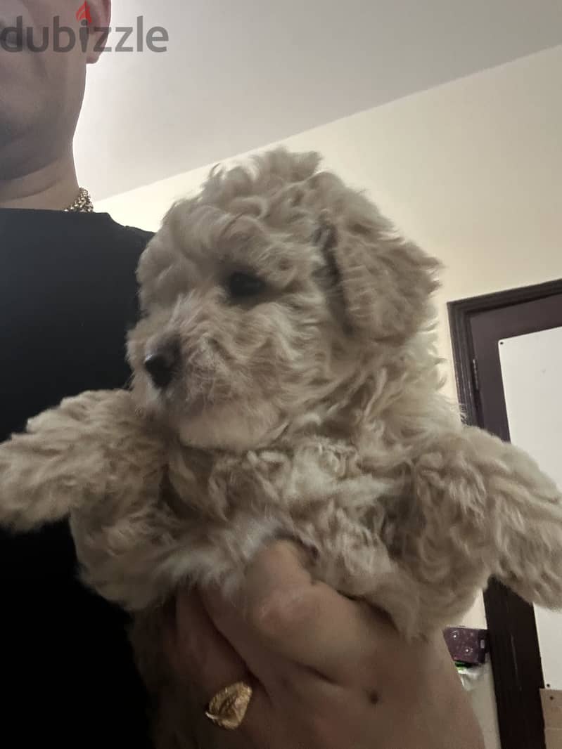 pure poodel puppy 2