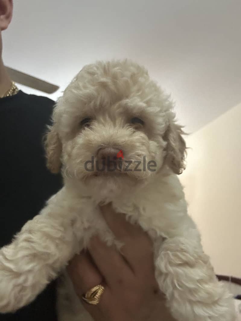 pure poodel puppy 3