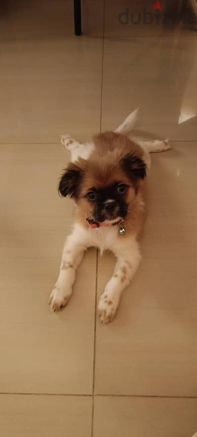 shih Tzu For Sale, Maabhila 97784627