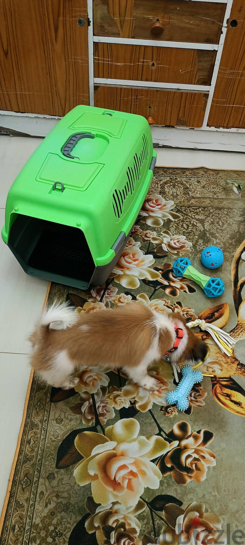 shih Tzu For Sale, Maabhila 97784627 5