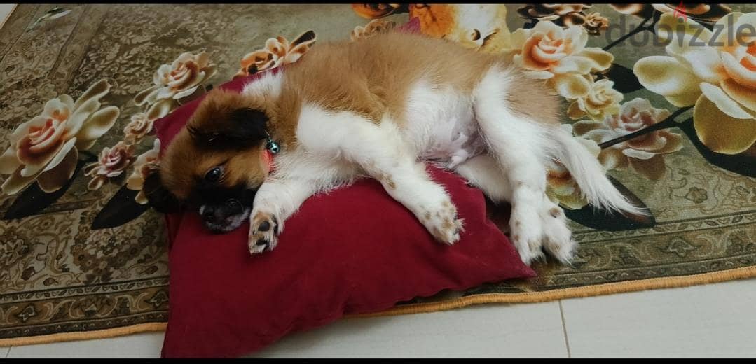 shih Tzu For Sale, Maabhila 97784627 7