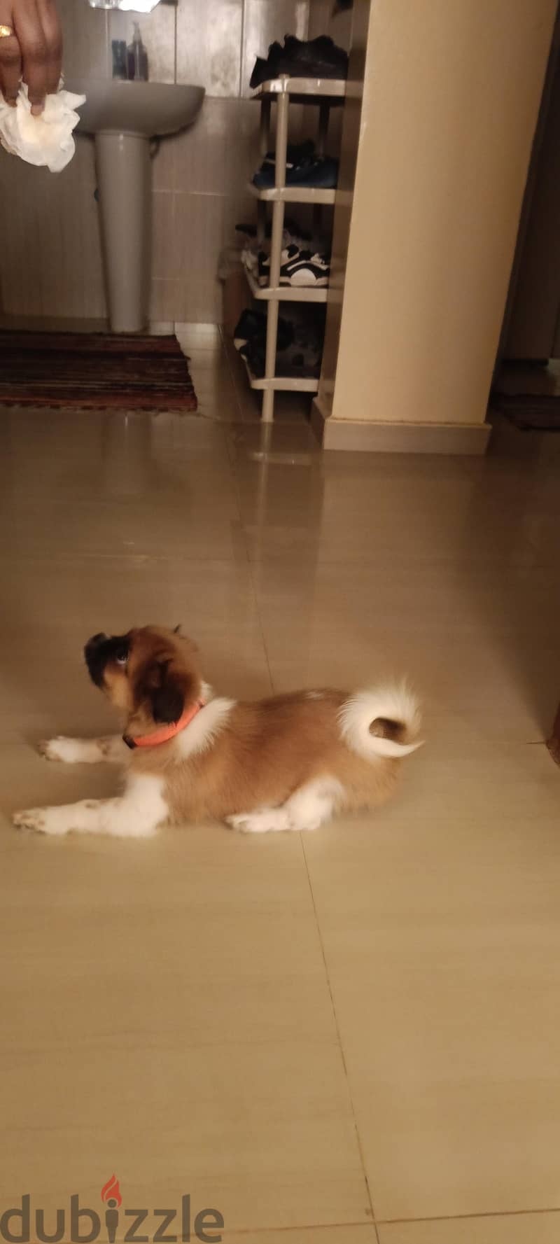 shih Tzu For Sale, Maabhila 97784627 9