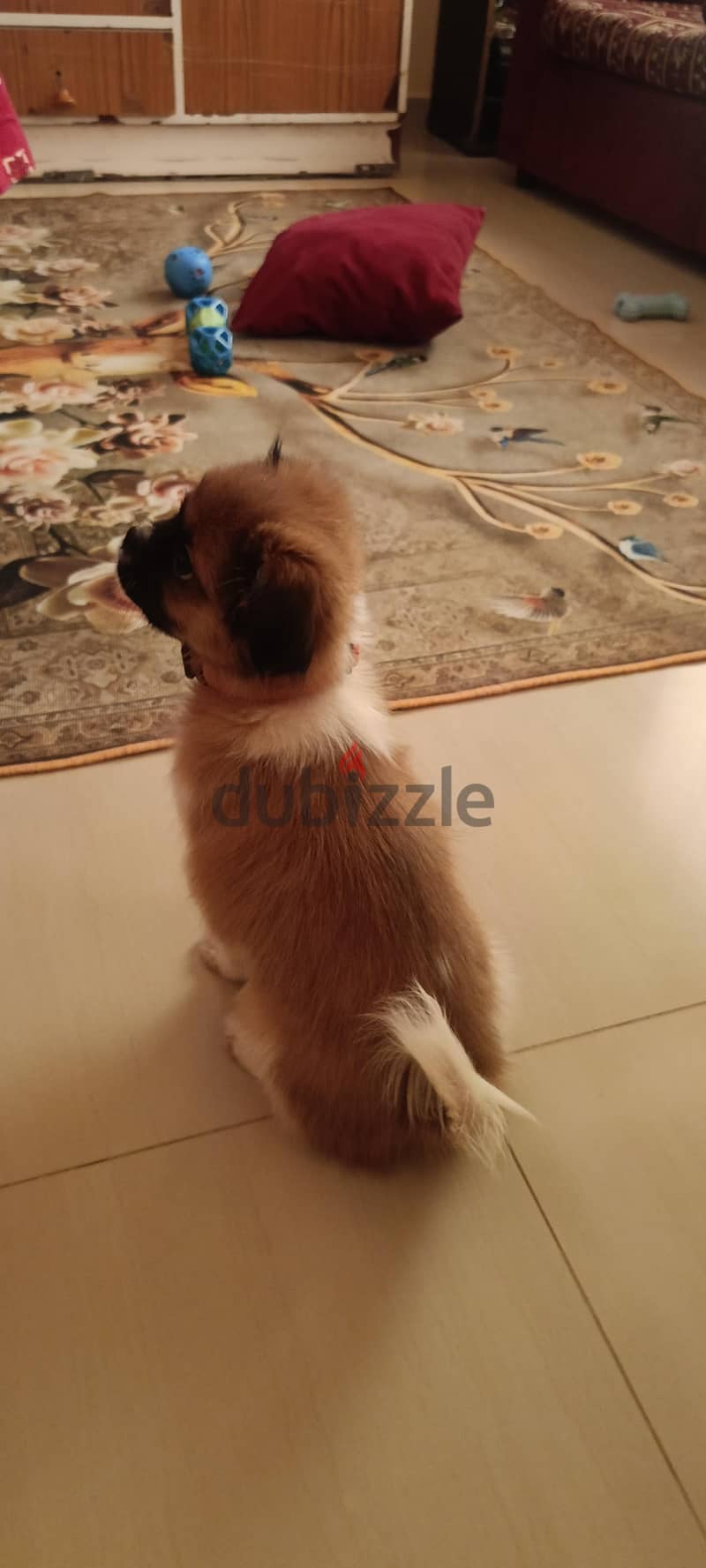 shih Tzu For Sale, Maabhila 97784627 11