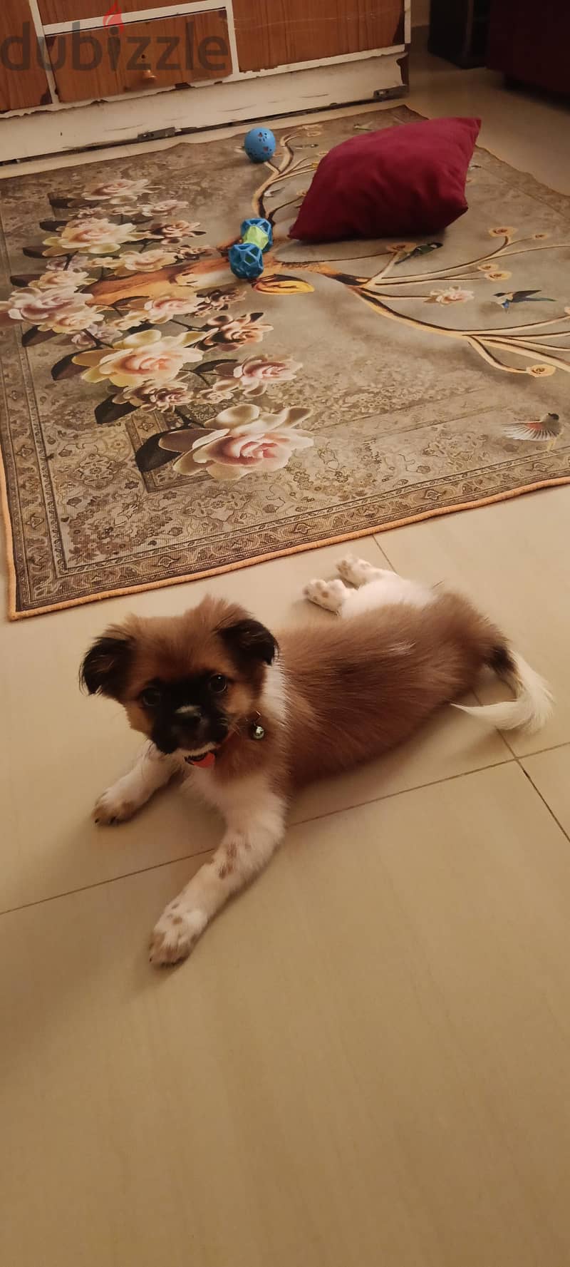 shih Tzu For Sale, Maabhila 97784627 13