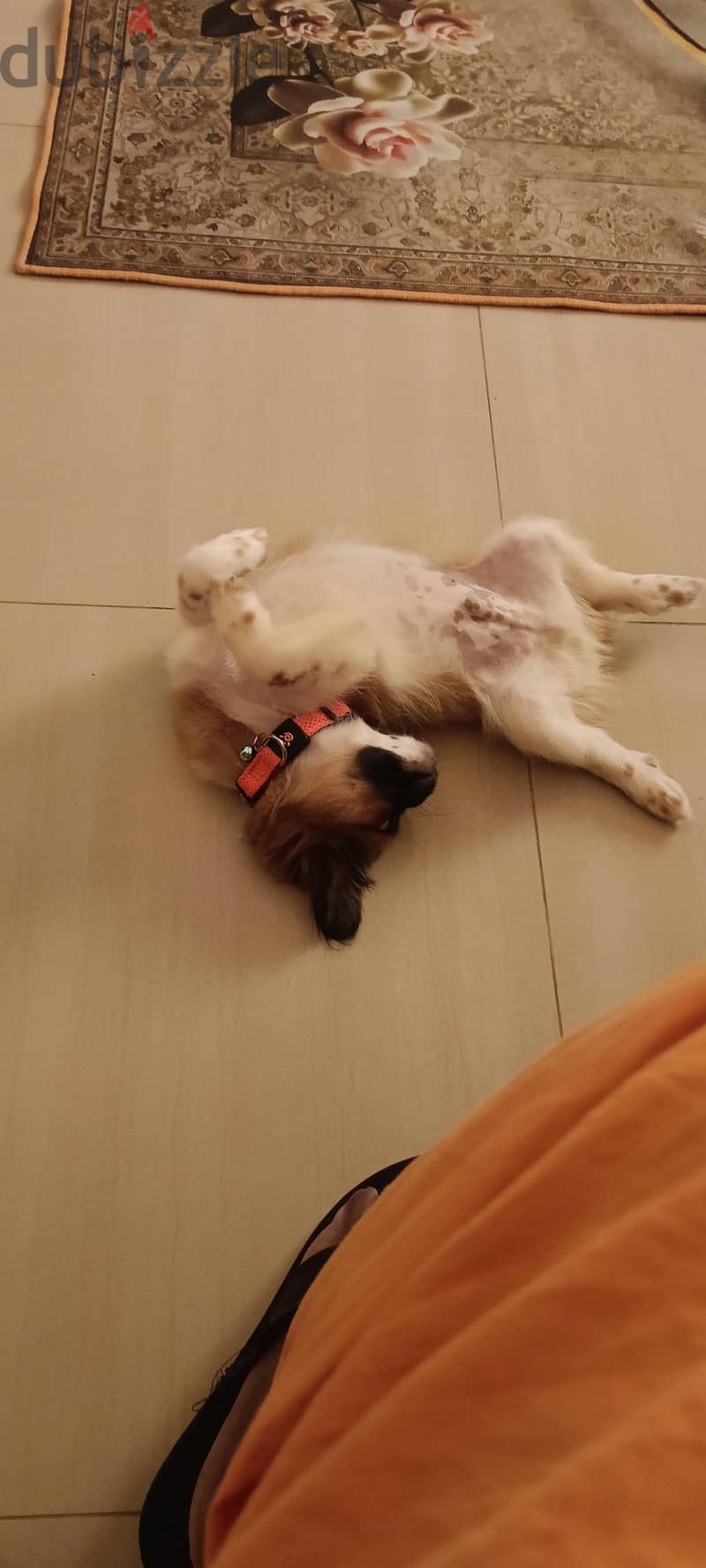 shih Tzu For Sale, Maabhila 97784627 14