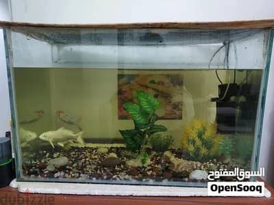 Aquarium ready to use include aquarium tank, live fish, filter/pump.