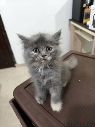 Baby cat British Longhair Gray color